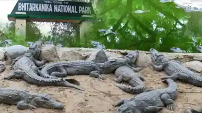 Bhitarkanika National Park closed for three months for Crocodile breeding season