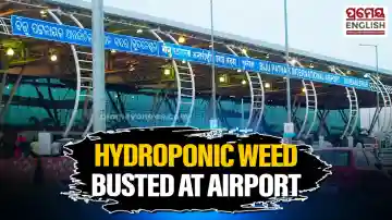 DRI, customs seize ₹4 Crore worth of Hydroponic Weed at Bhubaneswar Airport
