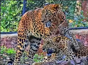 Ahead of IBCA Summit, Bhubaneswar to host thematic event on leopard conservation

