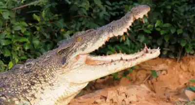 Woman Survives Crocodile Attack in Odisha's Kendrapara by Striking Reptile’s Eyes with Spoon