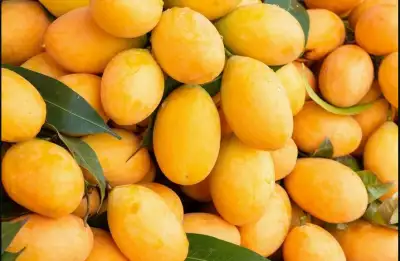 Dhenkanal mangoes reach global markets; 15 tonnes exported in two weeks