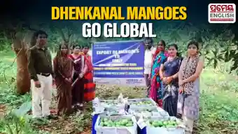 Dhenkanal mangoes reach global markets; 15 tonnes exported in two weeks