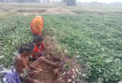 ICAR-CTCRI develops biofortified orange-fleshed sweet potato variety, Combat Vitamin A deficiency