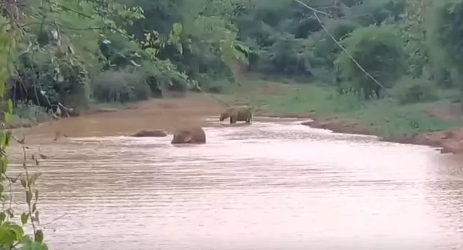 Summer Splash: 9 Elephants spotted enjoying water bath amid scorching Summer Heat in Athagarh