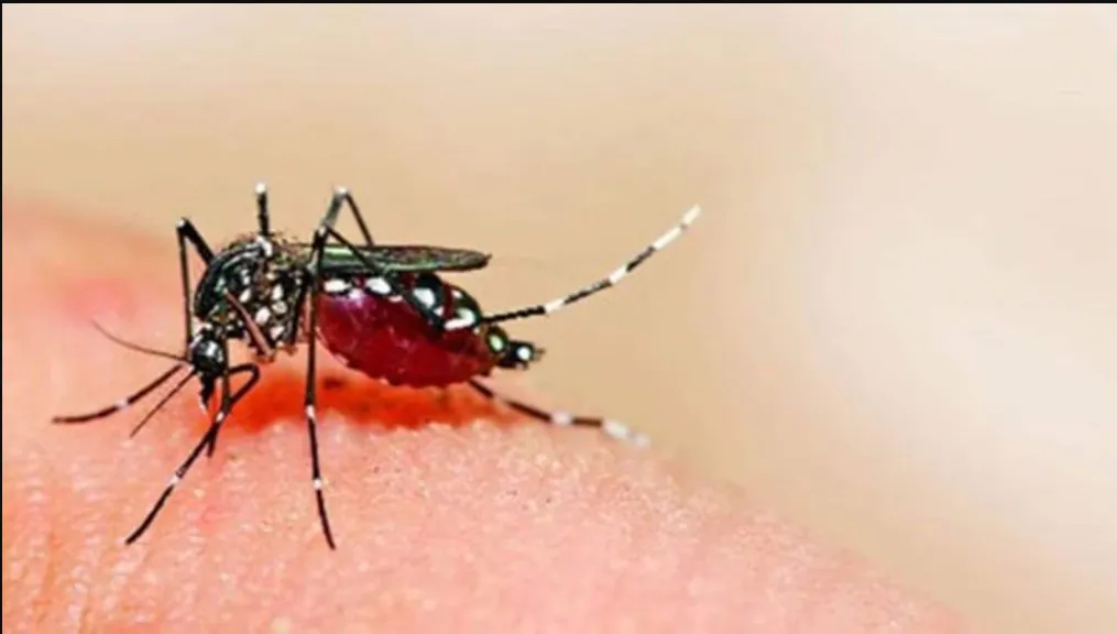 World Dengue Day: Odisha reports decline in cases in 2025
