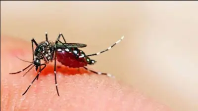 World Dengue Day: Odisha reports decline in cases in 2025