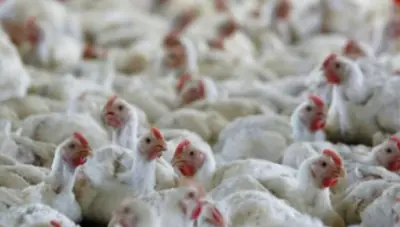 Over 5,000 Chickens Die in Odisha’s Malkangiri Poultry Farm After Power Outage