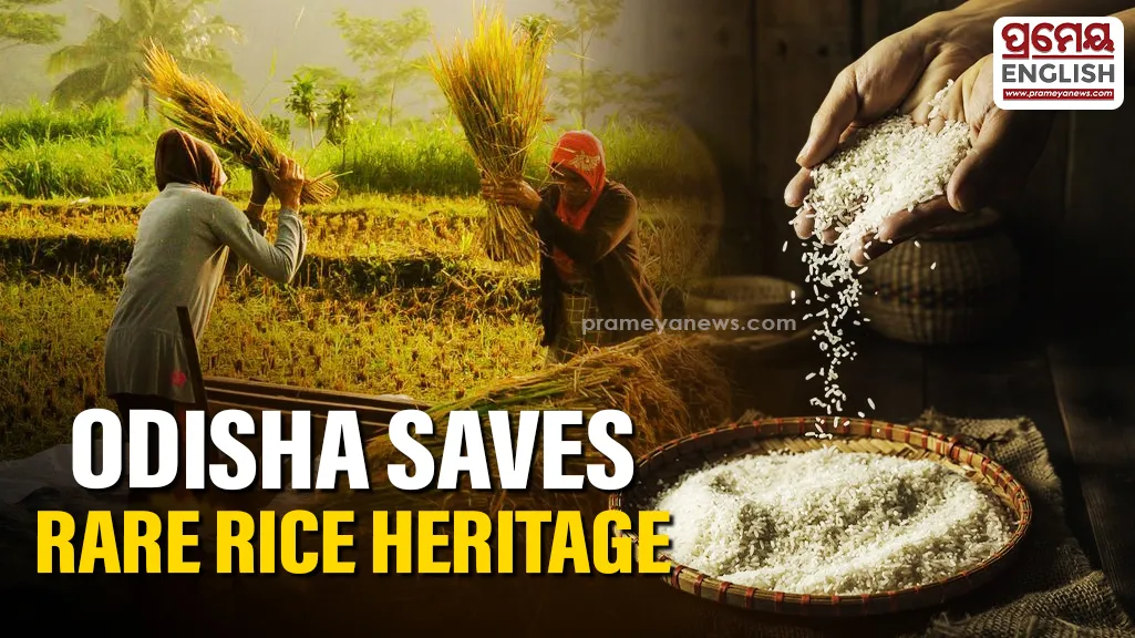 Preserving Odisha’s heritage: Over 100 varieties of traditional aromatic rice conserved

