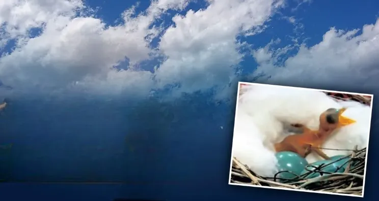 Bhubaneswar witnessed an unusual spectacle on Tuesday when four rare blue-colored eggs suddenly fell from a tree at Rajmahal Chowk, leaving onlookers baffled