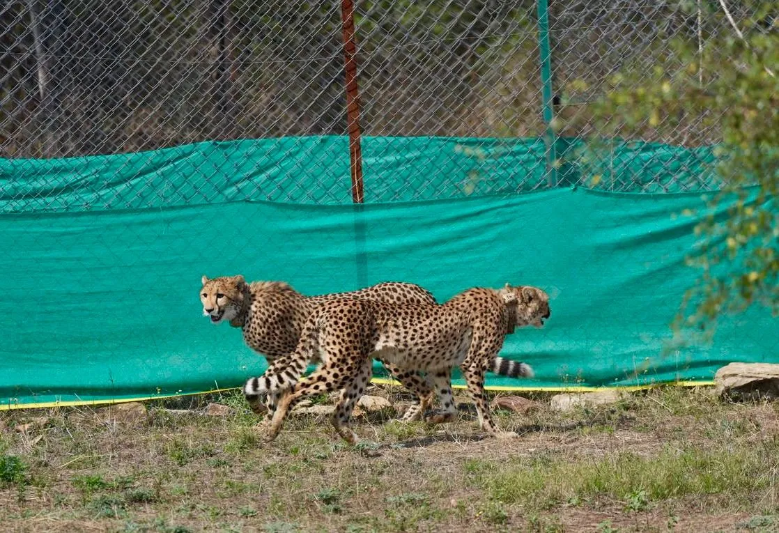 Project Cheetah: India's landmark wildlife restoration initiative shows strong progress 