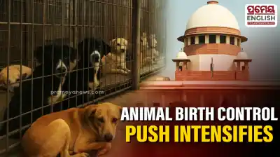Supreme Court refuses to modify order removing stray dogs from public places; directs animal birth control centres in every district