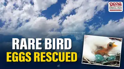 Mystery blue bird eggs rescued in Bhubaneswar’s Rajmahal area