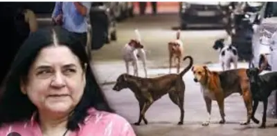 Stray Dogs Issue: Maneka Gandhi Flags Illegal NGOs, Calls for Single Contract per Organisation