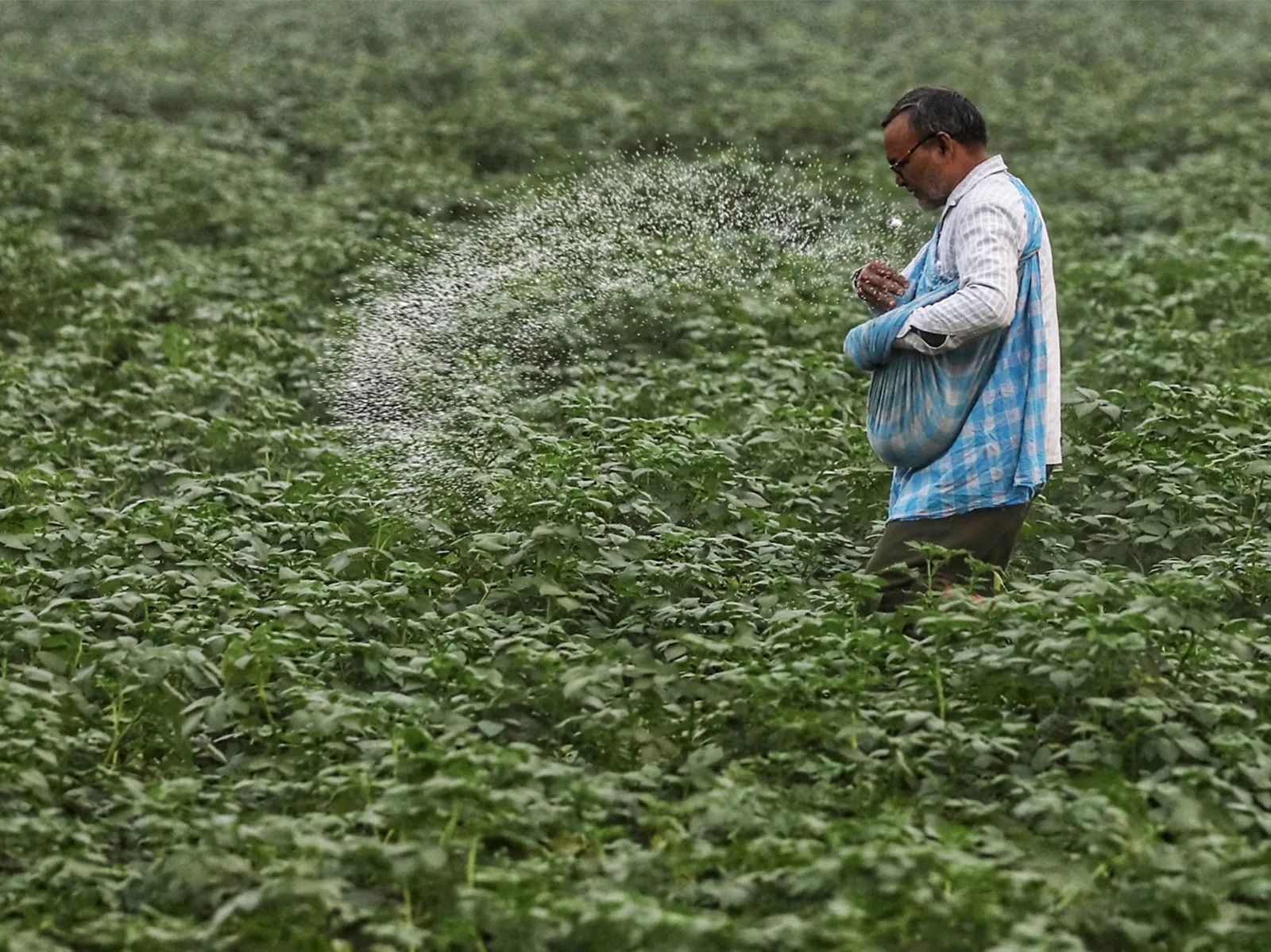 fertiliser 