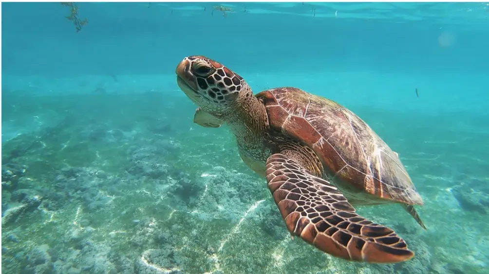 World Turtle Day: Protecting turtles means protecting biodiversity