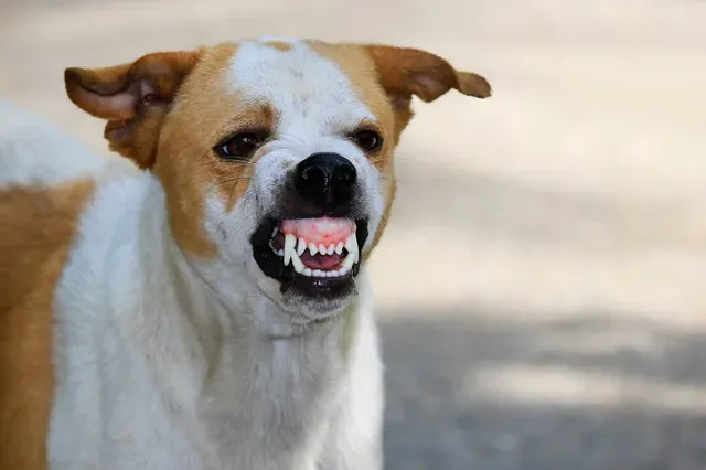 9-Year-Old boy critically injured in stray dog attack in Odisha’s Ganjam

