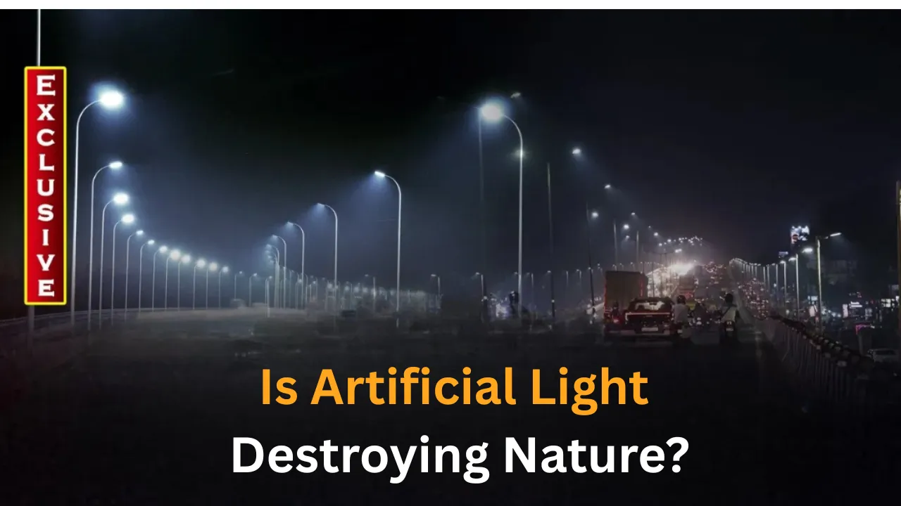 Bright LED streetlights emerging as silent threat to biodiversity in Odisha cities

