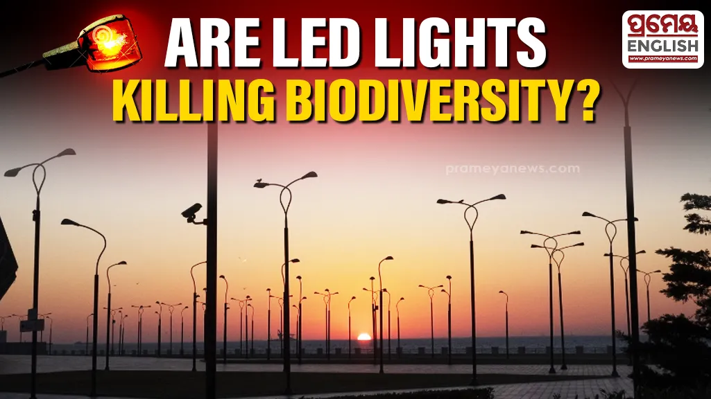 Bats are disappearing, owl populations are under threat, and fireflies have become a rare sight. Moths and several nocturnal insects are gradually vanishing from urban landscapes. 