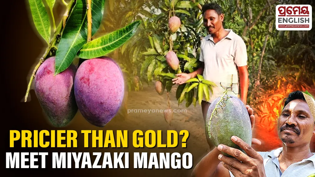 Considering the high value of the mangoes, the farmer has taken strict security measures around the tree. The area has been fenced and visitors are only allowed to view the fruits from a distance