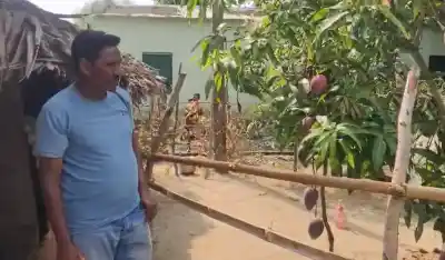 Miyazaki mango worth lakhs draws crowd to Malkangiri village