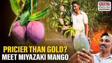 Miyazaki mango worth lakhs draws crowd to Malkangiri village