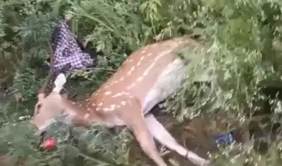 Deer found dead along National Highway, illegal wildlife smuggling suspected