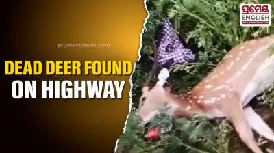 Deer found dead along National Highway, illegal wildlife smuggling suspected