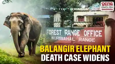 Balangir elephant death: Court issues non-bailable warrants against 3