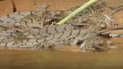 Satkosia welcomes 19 Gharial hatchlings