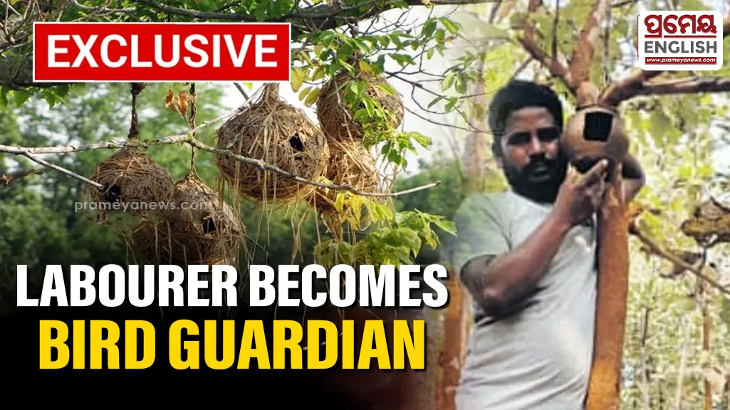 Daily wage worker turns ‘Bird Protector’, installs 5,000 clay nests in Bolangir

