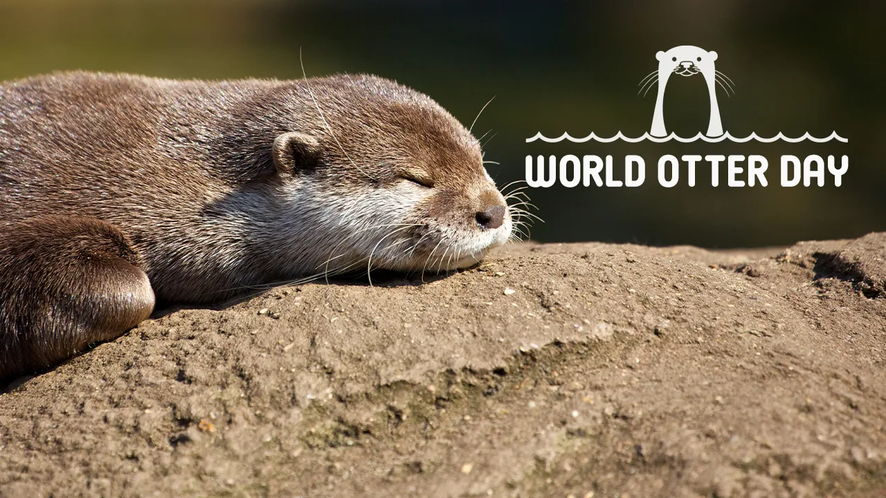 Floating rafts and hidden rocks define the secret life of water masters on World Otter Day