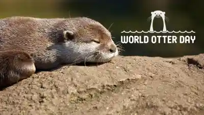 Floating rafts and hidden rocks define the secret life of water masters on World Otter Day