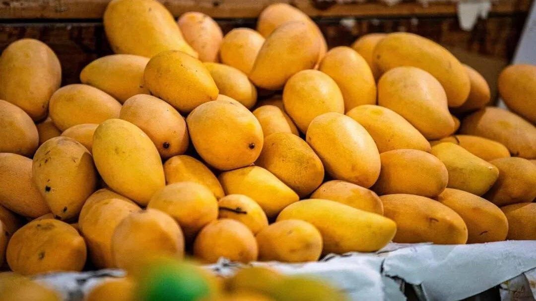 Japan Stops Fresh Indian Mango Shipments Following Critical Plant Quarantine Inspection Lapses