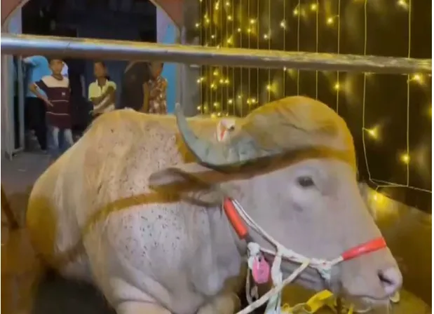 Bangladesh’s Viral ‘Trump’ Buffalo Moved to Dhaka Zoo, Spared from Eid Sacrifice