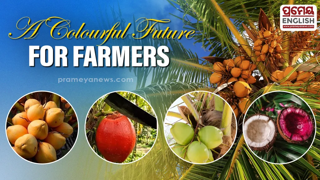  In a first-of-its-kind initiative, Odisha is set to cultivate exotic and colourful coconut varieties from different parts of the world.