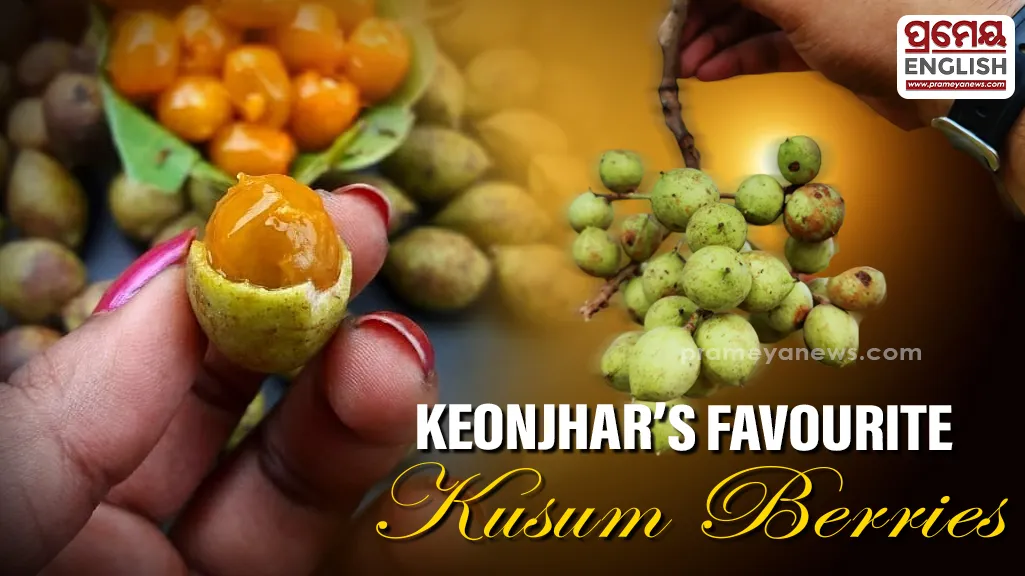 The sweet-and-sour taste of Kusum berries continues to enjoy special popularity in Keonjhar district, where people of all age groups eagerly relish the seasonal fruit during summer.