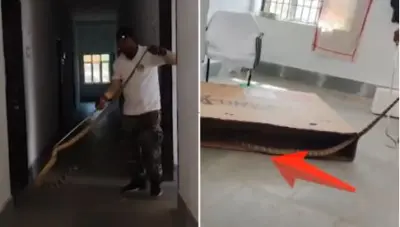 Giant King Cobra rescued from OAV Thakurgarh  Campus in Angul