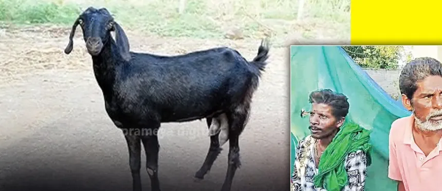 Bike fails to start, goat thieves caught by villagers in Balanga
