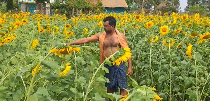 Sunflower cultivation brings double benefits for farmers in Odisha’s Keonjhar