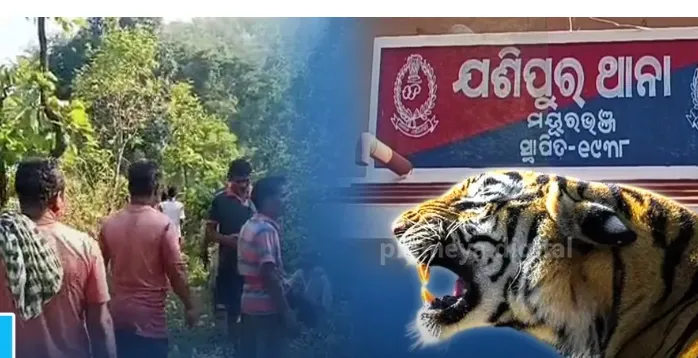 Man killed by tiger in Mayurbhanj, body partially devoure