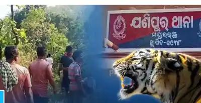 Man killed by tiger in Mayurbhanj, body partially devoure