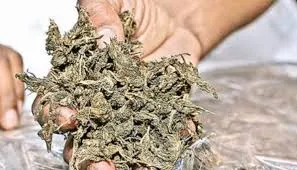 STF busts interstate ganja smuggling racket in Bhubaneswar, two arrested