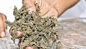 STF busts interstate ganja smuggling racket in Bhubaneswar, two arrested