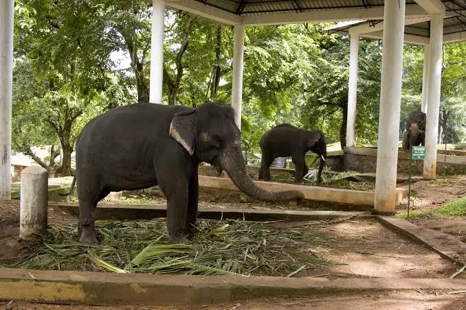 Odisha's first elephant training centre inaugurated in Kalahandi

