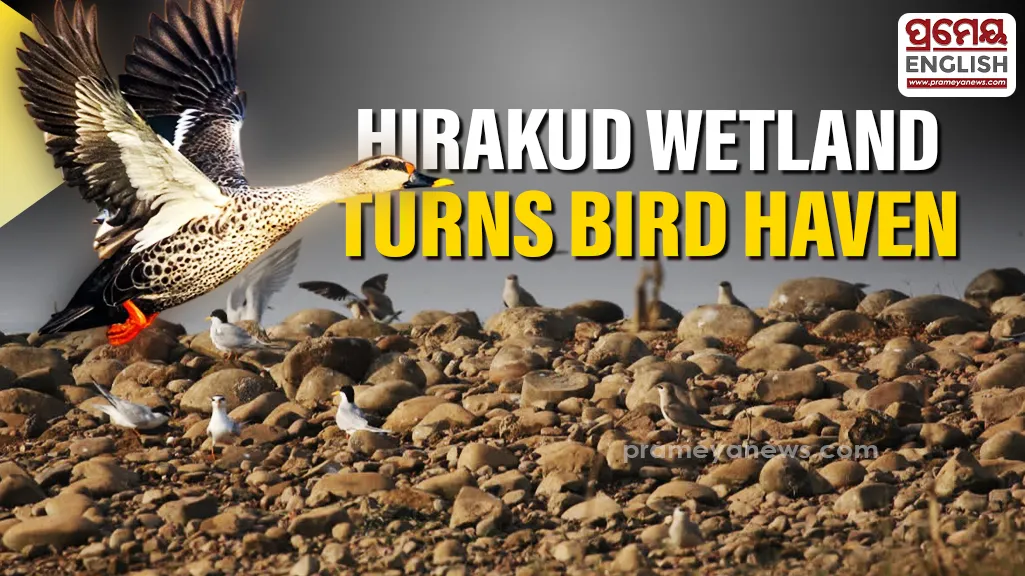 Summer Bird nesting doubles in Hirakud wetland as conservation efforts yield results

