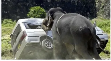 Jharkhand Raises Compensation for Fatal Wild Animal Attacks to Rs 10 Lakh