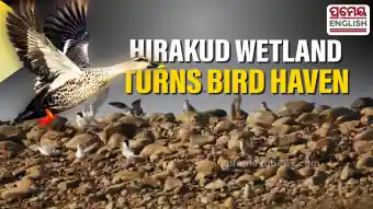 Summer Bird nesting doubles in Hirakud wetland as conservation efforts yield results