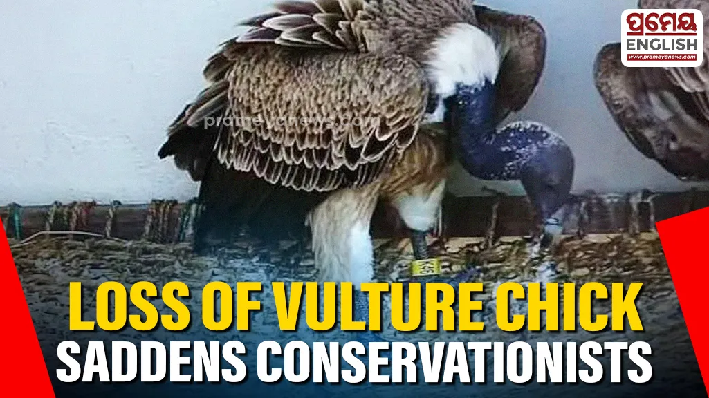 Nandankanan suffers setback as rare Vulture Chick dies