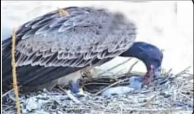 Nandankanan suffers setback as rare Vulture Chick dies