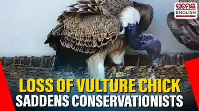Nandankanan suffers setback as rare Vulture Chick dies